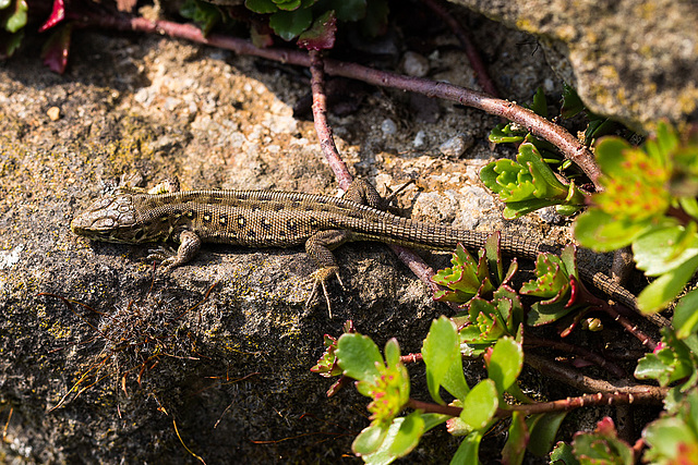 20140423 1485VRMw [D-LIP] Zauneidechse (Lacerta agilis), UWZ, Bad Salzuflen