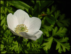 white anemone