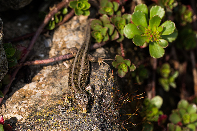 20140423 1484VRMw [D-LIP] Zauneidechse (Lacerta agilis), UWZ, Bad Salzuflen