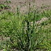 Salsifis - Tragopogon