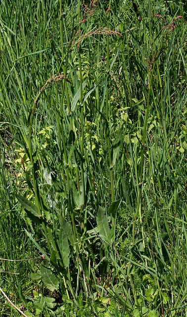 Rumex acetosa