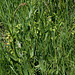 Rumex acetosa