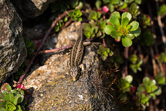 20140423 1483VRMw [D-LIP] Zauneidechse (Lacerta agilis), UWZ, Bad Salzuflen