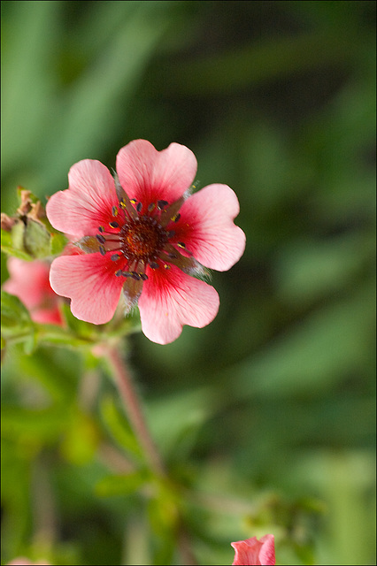 Cinquefoil