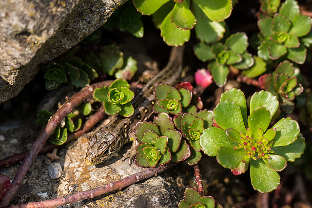 20140423 1482VRMw [D-LIP] Zauneidechse (Lacerta agilis), UWZ, Bad Salzuflen