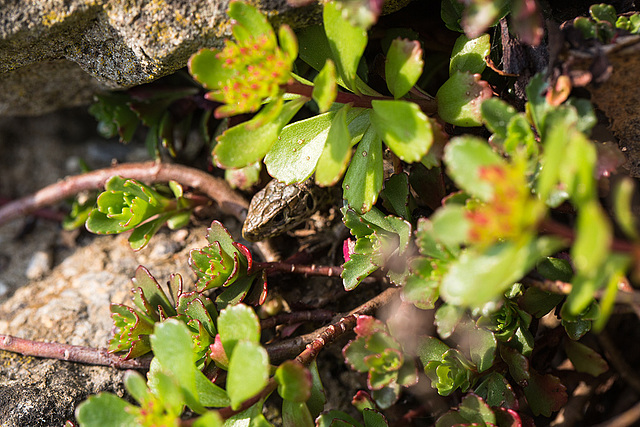 20140423 1480VRMw [D-LIP] Zauneidechse (Lacerta agilis), UWZ, Bad Salzuflen