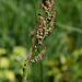 Rumex acetosa (2)