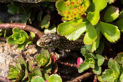 20140423 1479VRMw [D-LIP] Zauneidechse (Lacerta agilis), UWZ, Bad Salzuflen