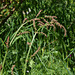 Rumex acetosa (3)