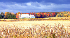 Farm and Trees