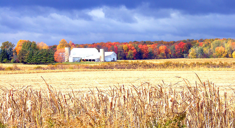 Farm and Trees