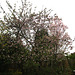 Bramley and Amanogawa in flower