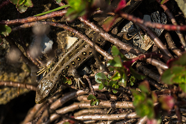 20140423 1478VRMw [D-LIP] Zauneidechse (Lacerta agilis), UWZ, Bad Salzuflen