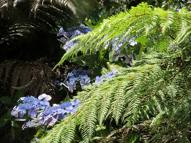 Hydrangea in hiding