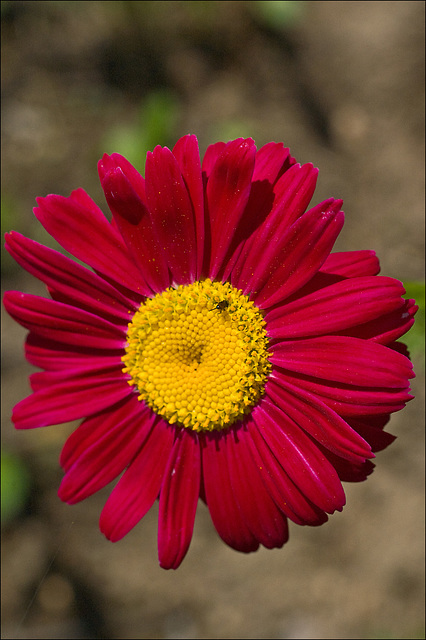 Painted Daisy, with Fly