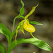 Cypripedium pubescens (Large Yellow Lady's-slipper orchid)