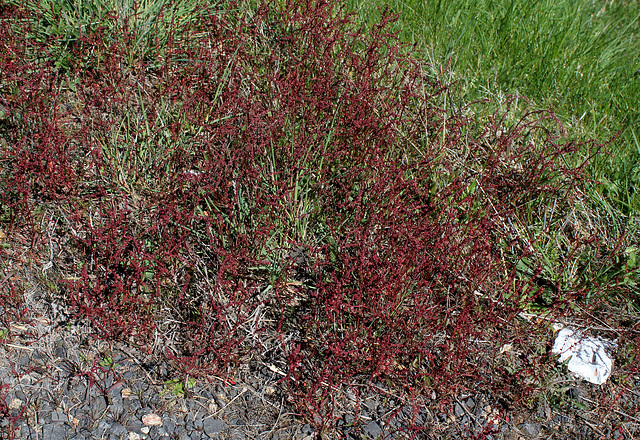 Rumex acetosella - Petite oseille