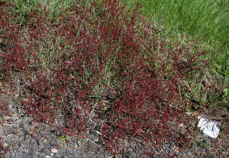 Rumex acetosella - Petite oseille