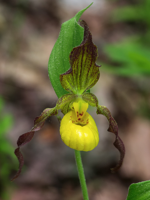 Cypripedium parviflorum (Small Yellow Lady's-slipper orchid)