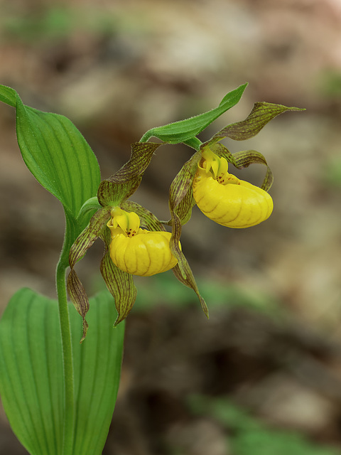 Cypripedium parviflorum (Small Yellow Lady's-slipper orchid) double-flowered plant
