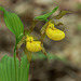 Cypripedium parviflorum (Small Yellow Lady's-slipper orchid) double-flowered plant