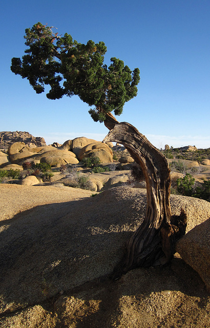 Cypress at Jumbo Rocks (5882)