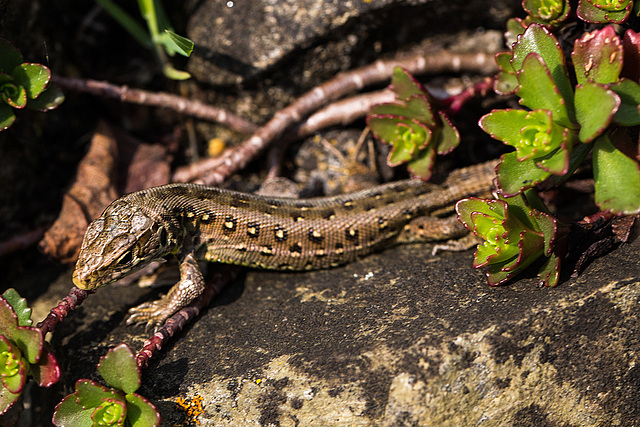 20140423 1477VRMw [D-LIP] Zauneidechse (Lacerta agilis), UWZ, Bad Salzuflen