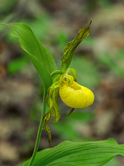 Cypripedium pubescens (Large Yellow Lady's-slipper orchid)