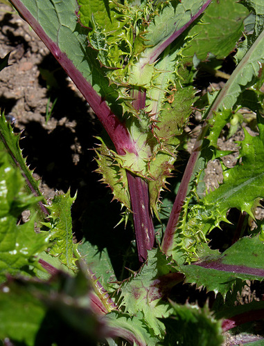 Sonchus asper (3)