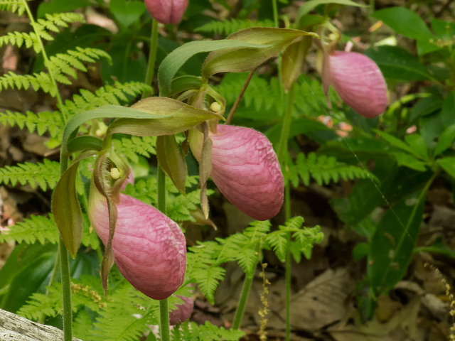 Cypripedium acaule (Pink Lady's-slipper orchid)