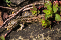 20140423 1476VRMw [D-LIP] Zauneidechse (Lacerta agilis), UWZ, Bad Salzuflen