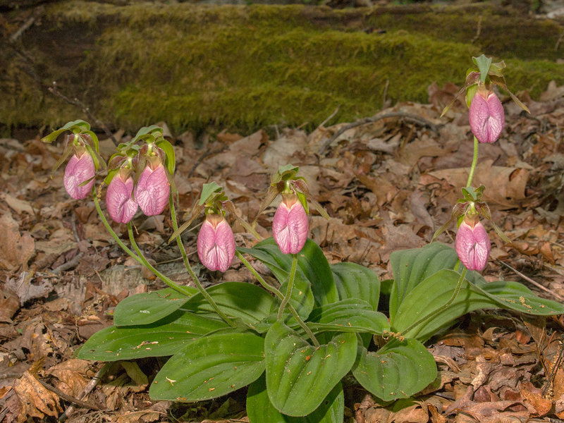 Cypripedium acaule (Pink Lady's-slipper orchid)