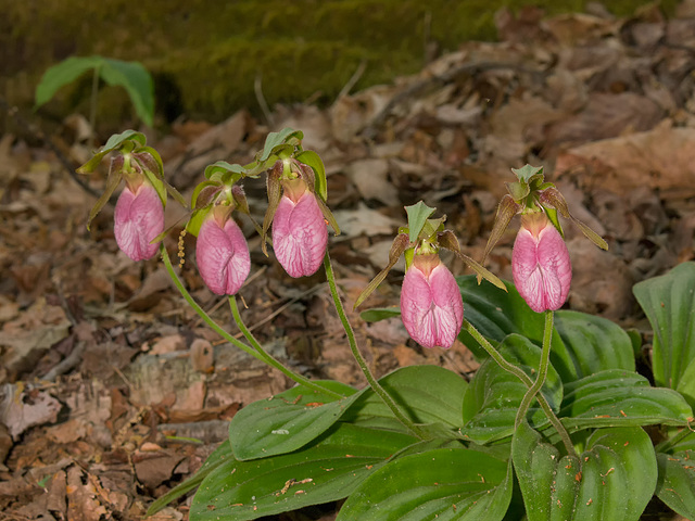 Cypripedium acaule (Pink Lady's-slipper orchid)