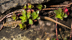 20140423 1475VRMw [D-LIP] Zauneidechse (Lacerta agilis), UWZ, Bad Salzuflen