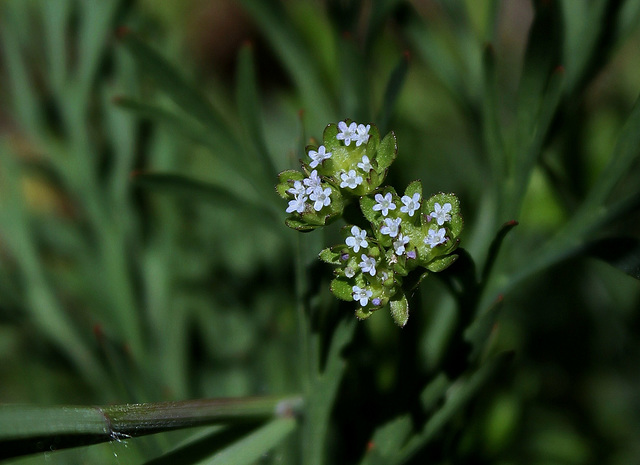 Valerianella - doucette-mâche