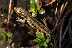 20140423 1474VRMw [D-LIP] Zauneidechse (Lacerta agilis), UWZ, Bad Salzuflen