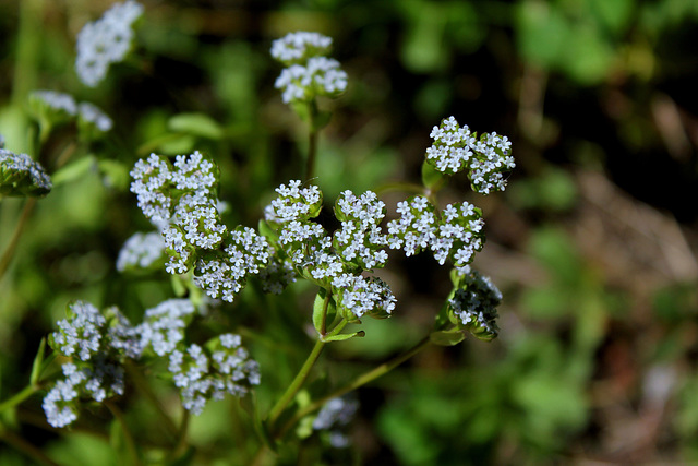 Valerianella - doucette-mâche (5)