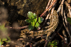 20140423 1473VRMw [D-LIP] Zauneidechse (Lacerta agilis), UWZ, Bad Salzuflen