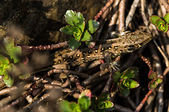 20140423 1472VRMw [D-LIP] Zauneidechse (Lacerta agilis), UWZ, Bad Salzuflen