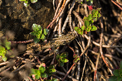 20140423 1471VRMw [D-LIP] Zauneidechse (Lacerta agilis), UWZ, Bad Salzuflen