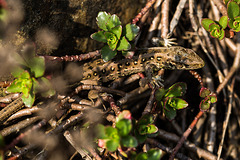 20140423 1470VRMw [D-LIP] Zauneidechse (Lacerta agilis), UWZ, Bad Salzuflen