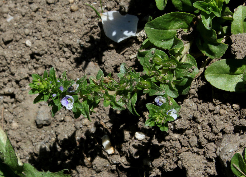 Veronica serpyllifolia