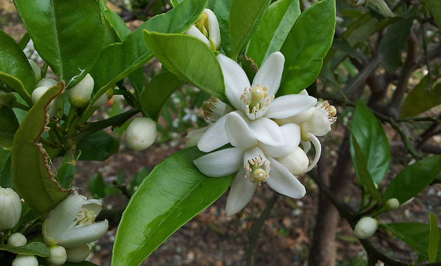 Citrus blooms - again