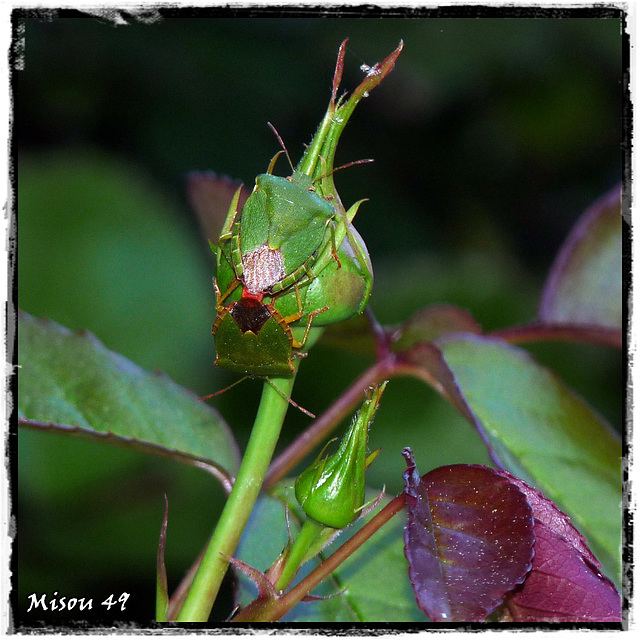 MON JARDIN