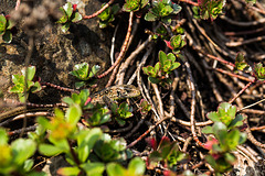 20140423 1469VRMw [D-LIP] Zauneidechse (Lacerta agilis), UWZ, Bad Salzuflen