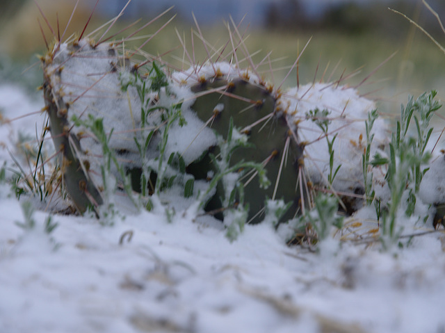 cactus neige