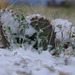 cactus neige