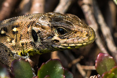 20140423 1468VRMw [D-LIP] Zauneidechse (Lacerta agilis), UWZ, Bad Salzuflen