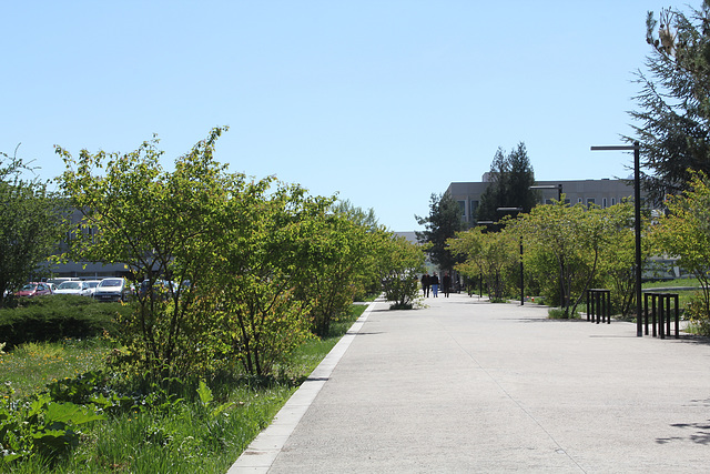 Allée aux Prunus  sur le Campus