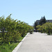 Allée aux Prunus  sur le Campus